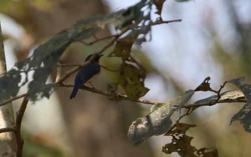 Indochinese Blue Flycatcher (Cyornis sumatrensis), photo 7