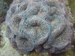 Mussa angulosa image