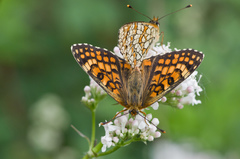 Melitaea deione