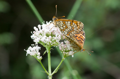 Melitaea deione