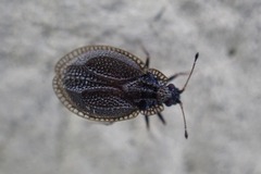 Acalypta parvula