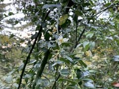 Prinsepia scandens