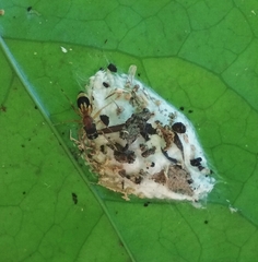 Emertonius exasperans