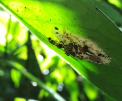 Emertonius exasperans