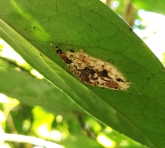 Emertonius exasperans