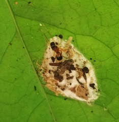 Emertonius exasperans