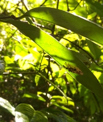 Emertonius exasperans