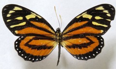 Lycorea halia atergatis