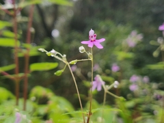Impatiens goughii