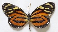 Lycorea halia atergatis