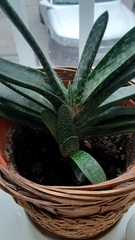 Gasteria carinata