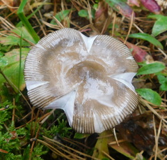 Amanita umbrinolutea