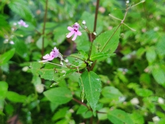 Impatiens goughii