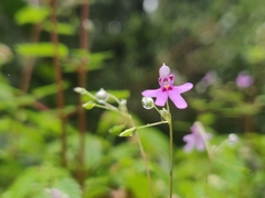 Impatiens goughii