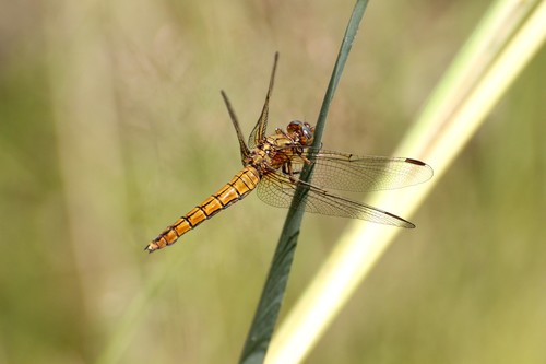 Keeled Skimmer