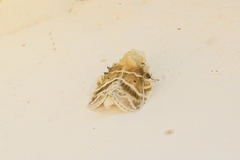 Eucraera gemmata
