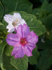Mirabilis jalapa