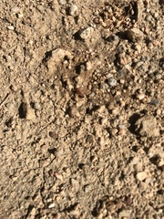 Formicidae