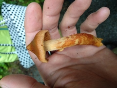 Cortinarius rubellus
