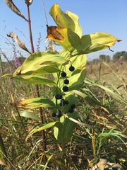 Polygonatum biflorum commutatum