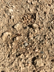 Formicidae