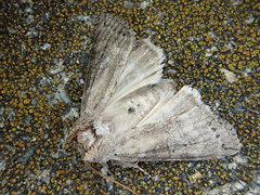 Neoploca arctipennis