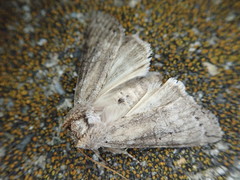 Neoploca arctipennis