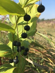 Polygonatum biflorum commutatum