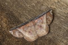 Thysanopyga apicitruncaria