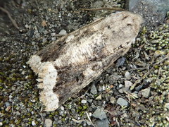 Orthosia limbata