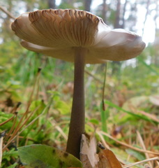 Amanita umbrinolutea