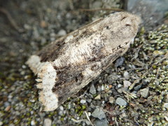 Orthosia limbata