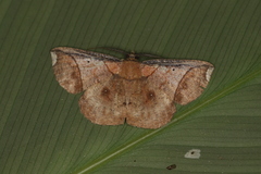 Thysanopyga apicitruncaria