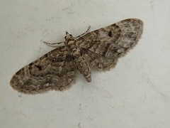 Eupithecia tripunctaria