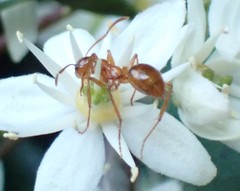 Notoncus spinisquamis