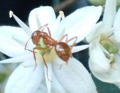 Notoncus spinisquamis