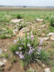 Xerophyta retinervis