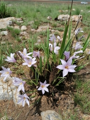 Xerophyta retinervis
