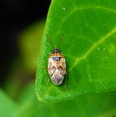 Hyalochilus ovatulus