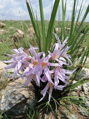 Xerophyta retinervis