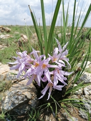 Xerophyta retinervis