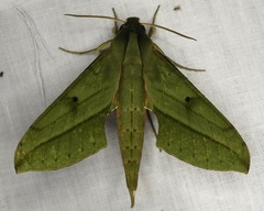 Xylophanes fassli