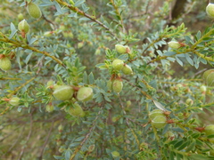 Eutaxia diffusa