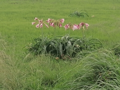 Crinum bulbispermum