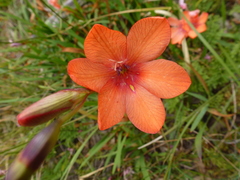 Tritonia crocata
