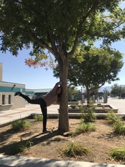Quercus
