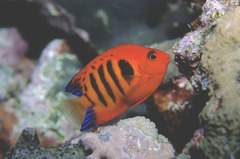 Centropyge loriculus