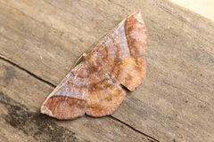 Thysanopyga abdominaria