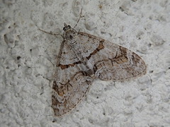 Trichopteryx fastuosa