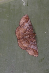 Thysanopyga abdominaria